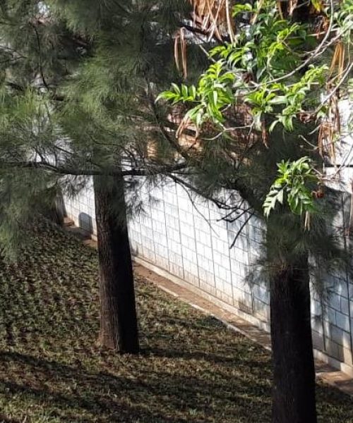 IMG-20190411-WA0002_crop