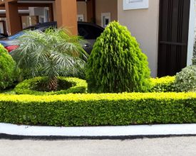 IMG-20191119-WA0011 (1)